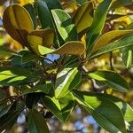 Magnolia grandiflora Levél