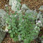 Arabidopsis cebennensis Hábito