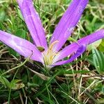 Colchicum montanum Fleur