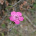 Dianthus scaberКвітка