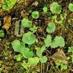 Saxifraga rotundifolia 整株植物