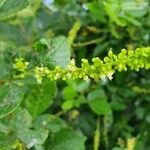 Allophylus rubifolius Flower