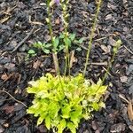 Hosta lancifolia Blad