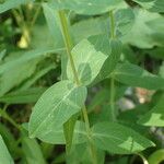 Hypericum richeri Fulla