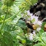 Mentha spicata Blad