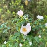Rosa agrestis 花