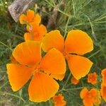 Eschscholzia californicaKwiat