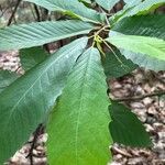 Castanea pumila 葉