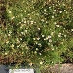 Chamaemelum nobile Habit