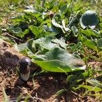 Arisarum simorrhinum Habitus