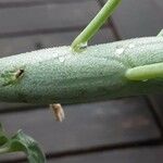 Baculellum articulatum Kabuk