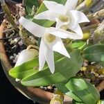 Dendrobium moniliforme Flower