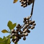 Terminalia bellirica Fruit