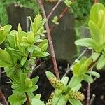 Salix integra Folha