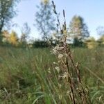 Silene tatarica Blomma