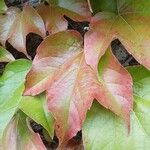 Parthenocissus tricuspidata Leaf