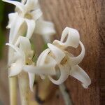 Cyrtorchis monteiroae Flower