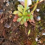 Saxifraga androsacea List