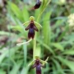 Ophrys insectifera 花