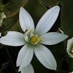 Ornithogalum baeticum