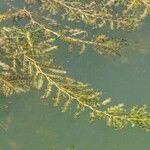 Potamogeton crispus 葉