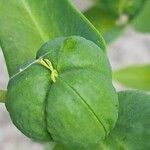 Euphorbia lathyris Fruto