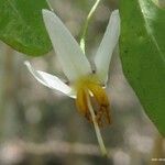 Solanum pancheri Квітка