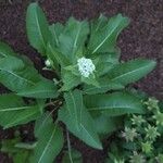 Parthenium integrifolium पत्ता