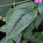 Impatiens balfourii 叶