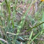 Aegilops ventricosa Flower