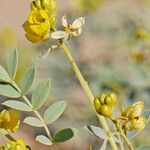 Senna alexandrina Flower