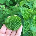 Rubus niveus برگ