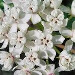 Asclepias variegata फूल