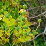 Euphorbia dendroides Frugt