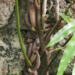 Stenochlaena tenuifolia 樹皮