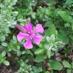 Silene schafta Flower