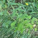 Hypericum hirsutum Likasa