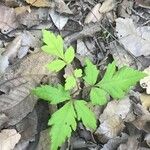 Cardiospermum halicacabum Leaf