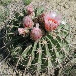 Echinocactus texensis 花