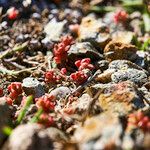 Sedum andegavense Fleur