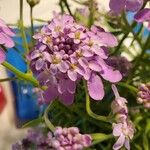 Iberis umbellata Flower