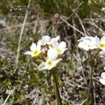 Androsace obtusifolia 花