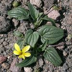 Viola purpurea Hábito