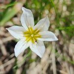 Gagea serotina Fula