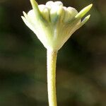 Lomelosia rutifolia Blüte