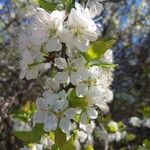 Prunus domestica Λουλούδι