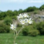 Minuartia glomerata