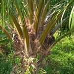 Elaeis guineensis Fruit