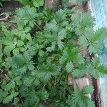 Potentilla intermedia Облик