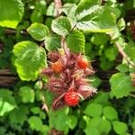 Rubus phoenicolasius Frucht